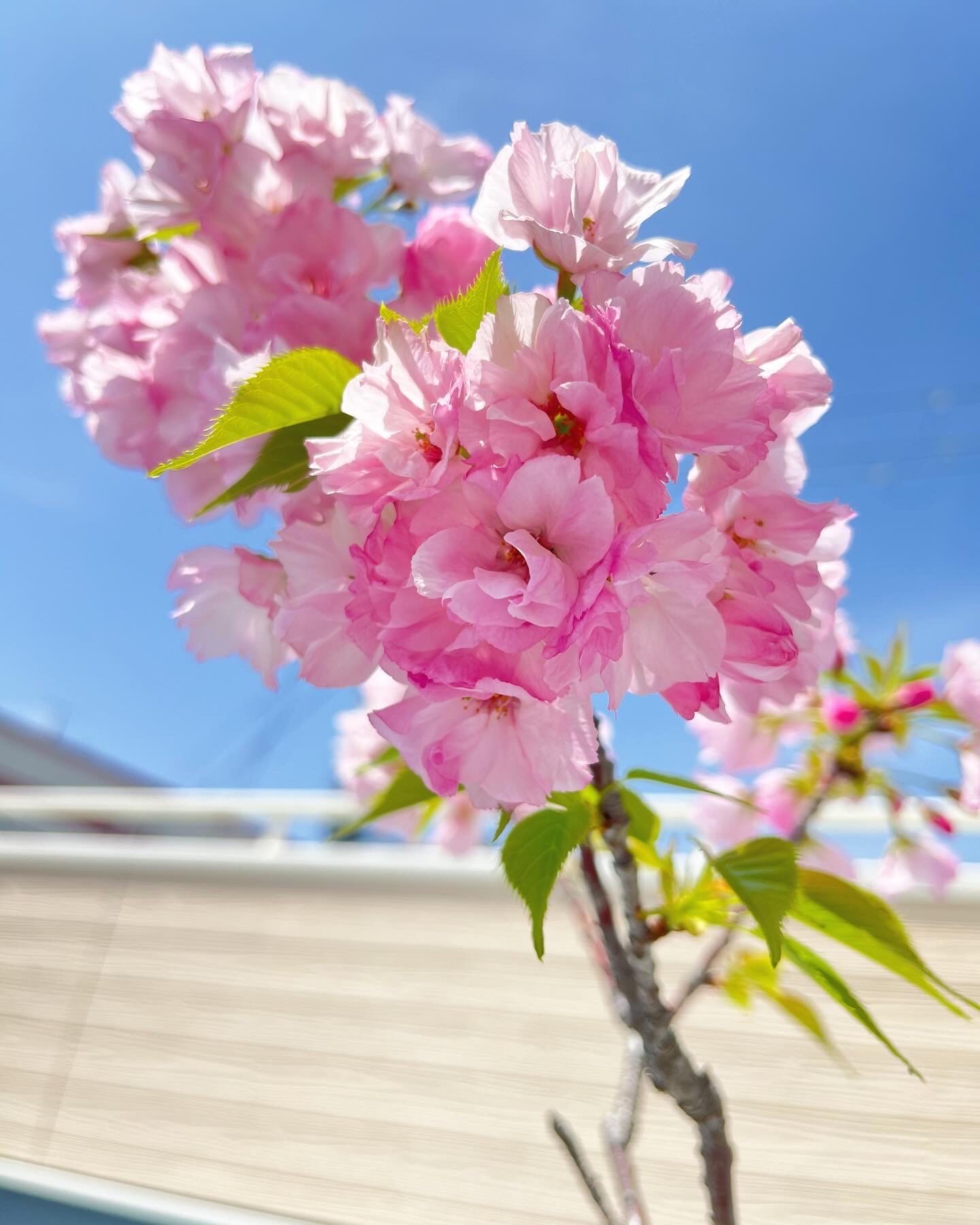 熊取オフィスでお花見